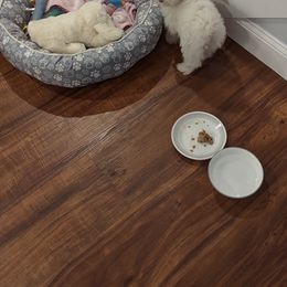 Shihpoo and Shih Tzu Puppies from The Luckie Puppy