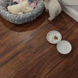 Shihpoo and Shih Tzu Puppies from The Luckie Puppy