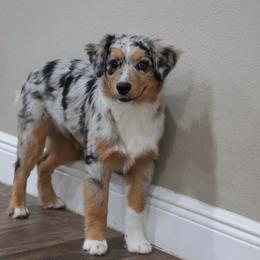 Pandora - Miniature Australian Shepherd