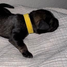 Bradley - Black and silver male Miniature Schnauzer puppy in Akeley, Minnesota from Great Northern Schnauzers