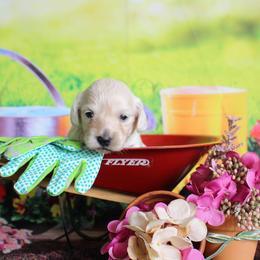 Brittney - Cream female Dachshund puppy in Pace, Florida from Shoebox Doxie’s