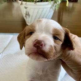 Girl 1 - Orange and white female Brittany puppy in Alburtis, Pennsylvania from Triumphant Kennels