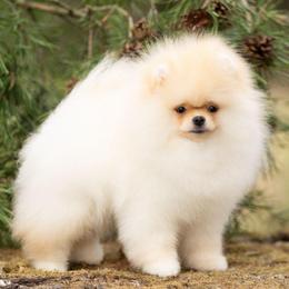 Coco - Pomeranian