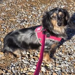 River - Dachshund