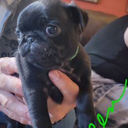 Green collar - Fawn male Pug puppy in Brush Prairie, Washington from Paradise Peaks