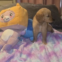 Male puppy 1 - Cream male Goldendoodle puppy in Pleasant Hill, Iowa from Courtney Nicole's Goldendoodles