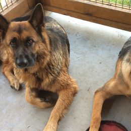 German Shepherds from Friend Family Farm