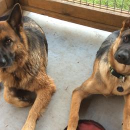 German Shepherds from Friend Family Farm