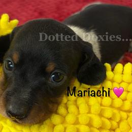 Girl 3 - Piebald female Dachshund puppy in Havana, Florida from Dotted Doxies