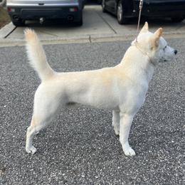 Jindo All Grown Up from Hwarang Kennel Korean Jindo | 화랑 진돗개