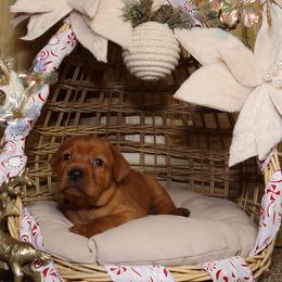 Dasher-Brown boy - Yellow male Labrador Retriever puppy in Twin Falls, Idaho from Whispering White Pines Labradors