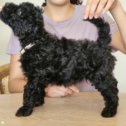 Ms White - Black female Pumi puppy in Albuquerque, New Mexico from Marylynn's Pumis