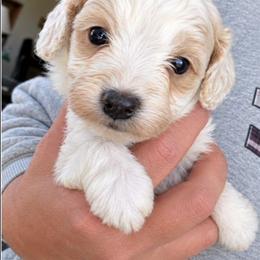 Leonardo - Buff and white male Cockapoo puppy in Ellensburg, Washington from Dawn to Dusk Cockapoos