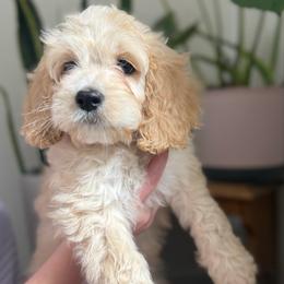 Bella Bay - Cream female Cockapoo puppy in Tallahassee, Florida from Panhandle Pups