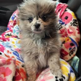 Maverick - Blue merle female Pomeranian puppy in Birmingham, Alabama from Bama Pom Squad