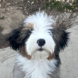 Bernedoodle and Goldendoodle Puppies from Country Hills Doodles