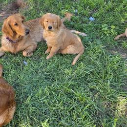 Golden Retriever Puppies from Sonoran Golden Retrievers