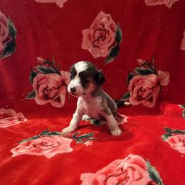 TopBrass' Kirb Appeal 'Kirby' - Slate female Chinese Crested puppy in Auburn, Kansas from TopBrass Kennels