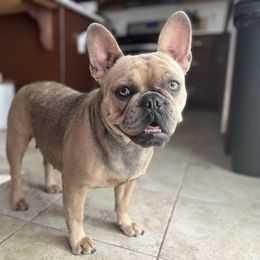 Letti - French Bulldog