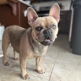 Letti - French Bulldog