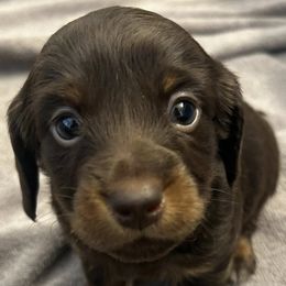 Dachshunds from Dream Weaver Kennels and Farm