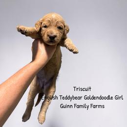 Triscuit - Apricot female Goldendoodle puppy in Grove, Oklahoma from Guinn Family Farms