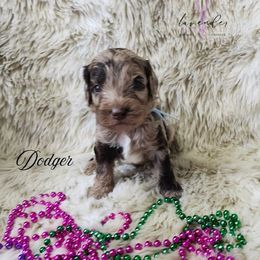 Dodger - Merle male Cockapoo puppy in Mancelona, Michigan from Lavender poodles & doodles