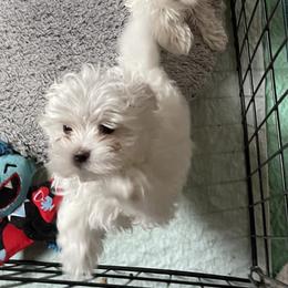 Maltese, Morkie, and Yorkshire Terrier Puppies from Mountain Top Hot Tailz