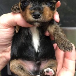 Yorkshire Terrier Puppies from Posh Paws Kennel