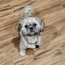 Katan - Shih Tzu