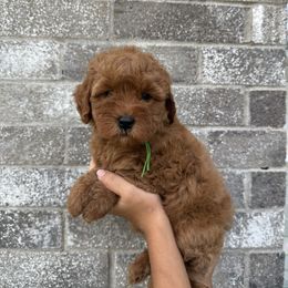 Isabel - Red  female Goldendoodle puppy in Katy, Texas from Sweet T Doodles