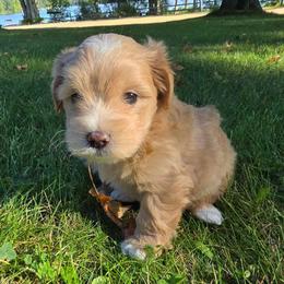 Druski - White and tan male Maltese puppy in Ludington, Michigan from OT Maltese & Co