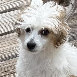 Linus - White and black male Chinese Crested puppy in Pinedale, Arizona from Aradia