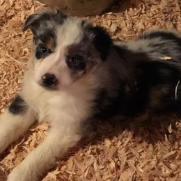 Australian Shepherds from Iyall Aussies