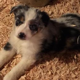 Australian Shepherds from Iyall Aussies