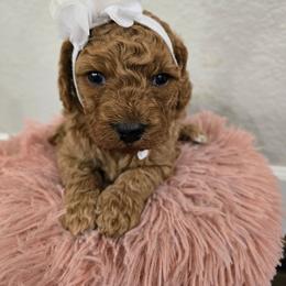 Ava - Red female Cavapoo puppy in Truckee, California from Heavenly Goldendoodles