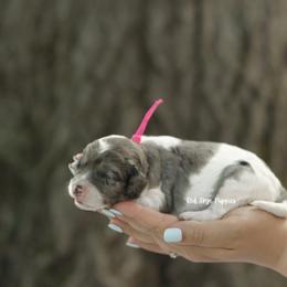 Contessa (Pink Collar Female) - Merle female Cavapoo puppy in Republic, Missouri from Red Skye Puppies