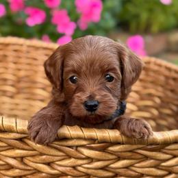 Buzz - Red  male Goldendoodle puppy in Wharton, Texas from Little Fur Friends