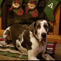 Australian Shepherds and Great Danes from Red Cloud Australian Shepherds and DeGray Great Danes & Bulldogs