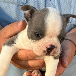 JACKPOT - Blue male Boston Terrier puppy in Anderson, South Carolina from Lola’s House of Bostons & Rescue