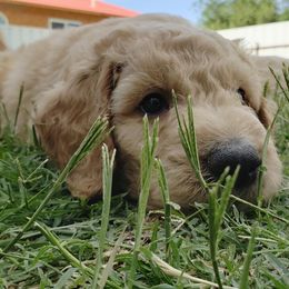 Goldendoodle Puppies from Penny Doodles