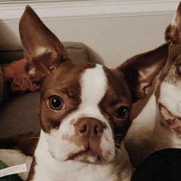 Boston Terriers from Duke’s AKC Boston Terriers