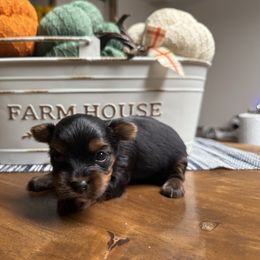 Girl - Black and tan female Yorkshire Terrier puppy in Boone, North Carolina from Coffeycup Yorkies