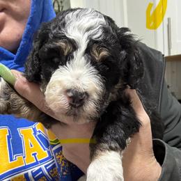 Tri yellow - Tri-color female Bernedoodle puppy in Petersburg, Michigan from Brittany’s Mini Bernedoodles
