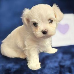 Purple Girl - White female Maltipoo puppy in Sahuarita, Arizona from Cowgirl's Legacy Maltipoos