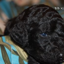 Poodle Puppies from Poodle Majesty