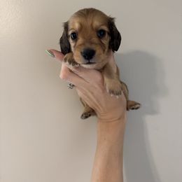 Huey - Red male Dachshund puppy in Lincolnton, North Carolina from Oakview Kennels