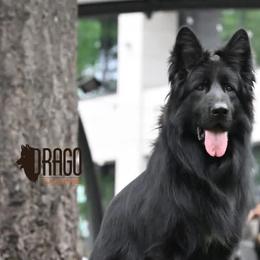 Balerion - Black male German Shepherd puppy in Virginia from Stahlhaus ( Previously Buffelbach Farmstead Shepherds)