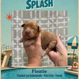 Floatie - Dallas TX - 4,000 - Red  female Goldendoodle puppy in Garland, Texas from Twilight Doodles