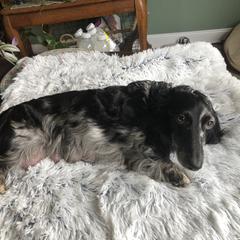 Cookie - Dachshund